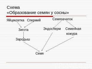 Определите последовательность стадий образования зародыша семени сосны начиная с опыления цветовые р