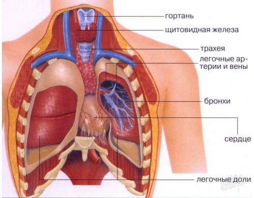 Органы дыхания человека. где расположены носовая полость, гортань, трахея, бронхи, легкие?