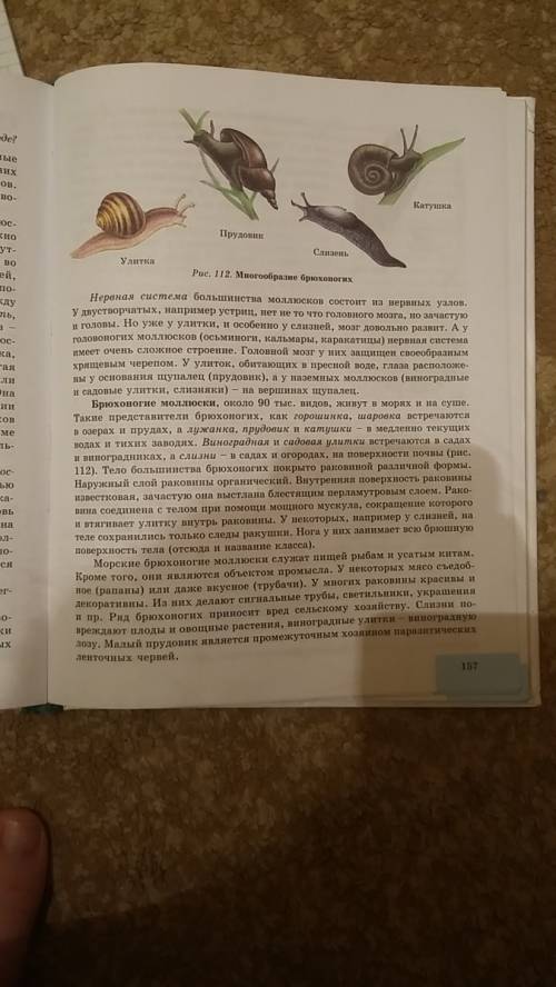 По брюхоногим моллюскам. особенности питания , дыхания, внешнего строения , класс, наличие и форма р