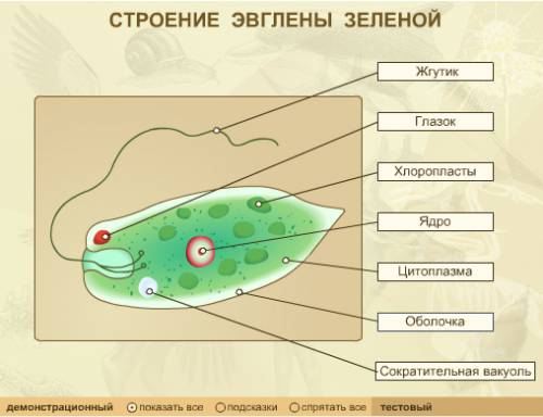 Если сократительная вакуоль у эвглены зеленой