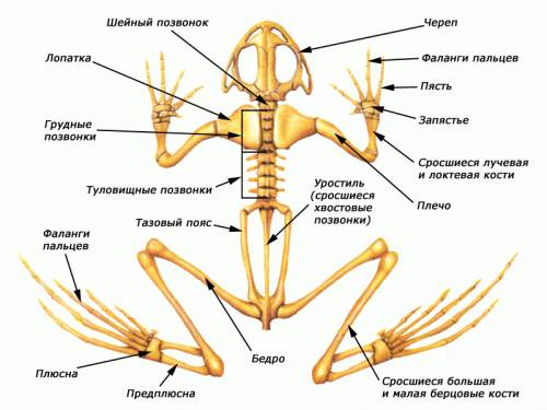 Как называется первый шейный позвонок амфибий