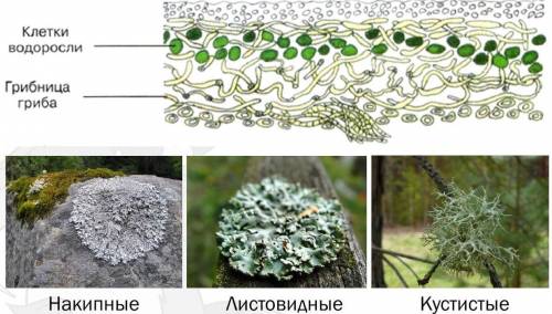 Какими особенностями обладает организм лишайника