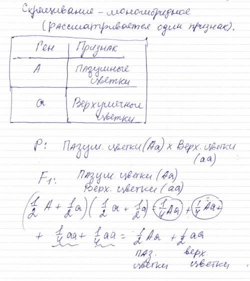 Какое потомство получится при скрещивании гетерозиготного растения гороха с пазушными цветками с рас