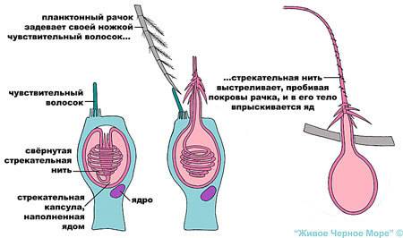 Черное море и его берега обитатели суши обитатели суши добывающие пищу в море обитатели моря