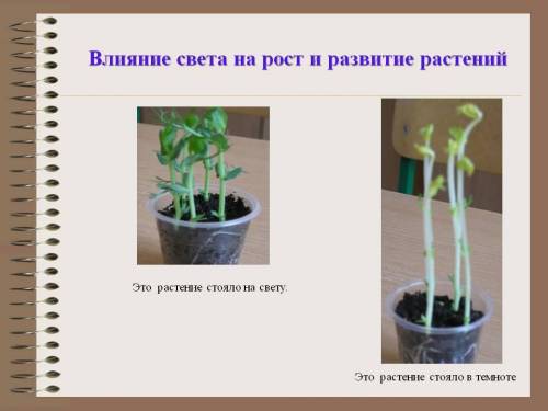 Порівняти рослину яка росла в сприятливих умовах з рослинами які були позбавлені таких умов 1) росли