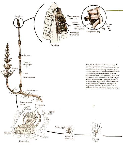 Кратко напишите про жизненный цикл хвощей