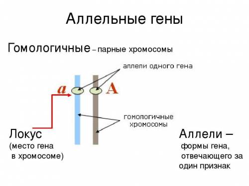 Чем гомозиготный организм отличается от гетерозиготного