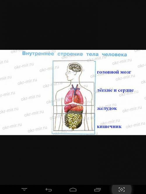 Модель апликация внутренее строение тела человека