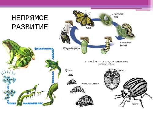 Что такое прямое и непрямое постэмбриональное развитие