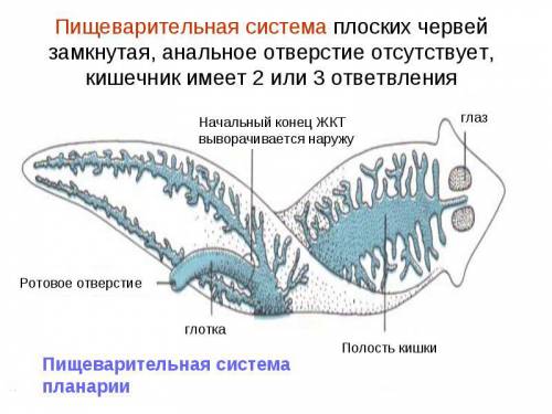 Пищеварительная система белой планарии представлена