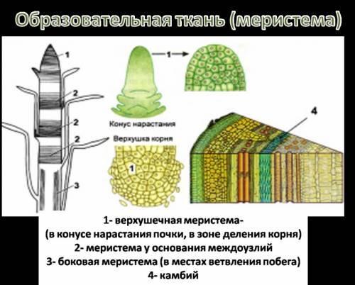 Доклад на тему рост и развитие растений(биология 6 класс) , надо,искала не где нет.заранее .