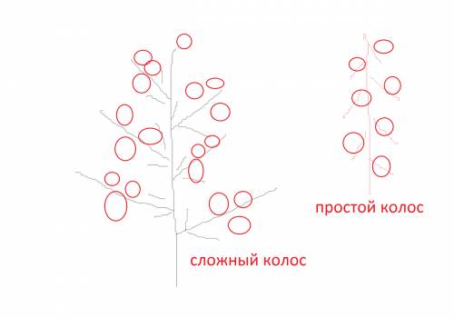 На верзушке побега найди колосок что здесь находится