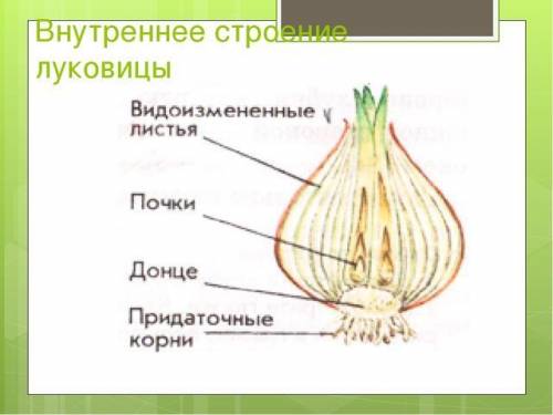 Сравните строение клубня и луковицы и сделайте вывод о том ,какой орган растенияони представляют и к