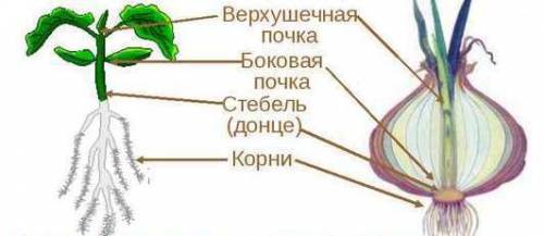 Сравните строение клубня и луковицы и сделайте вывод о том ,какой орган растенияони представляют и к