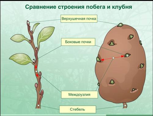 Сравните строение клубня и луковицы и сделайте вывод о том ,какой орган растенияони представляют и к