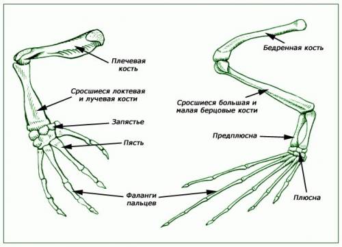 Докажите что усложнение скелета земноводных связано с изменением среды обитания