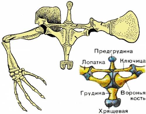 Докажите что усложнение скелета земноводных связано с изменением среды обитания