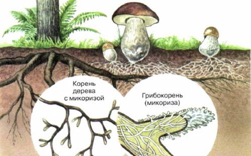 Каким образом грибы получают энергию,необходимую для жизни?