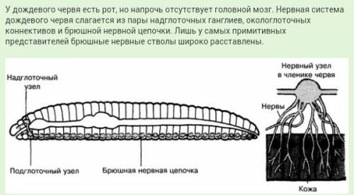 Как устрое нервная система дождевого червя