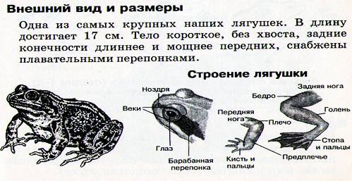 Краткое сообщение на тему: внутреннее строение земноводных на примере лягушки.