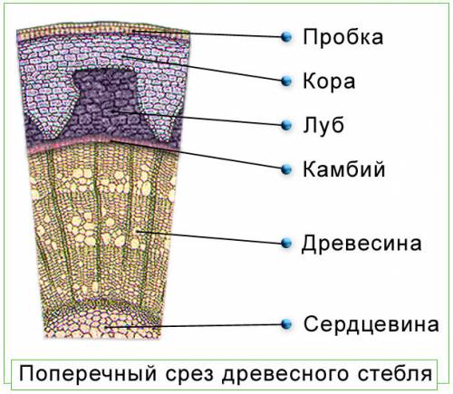 Из каких слоёв состоит стебель древесного растения?