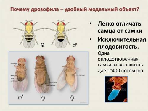 Удобный для проведения генетических исследований объект?