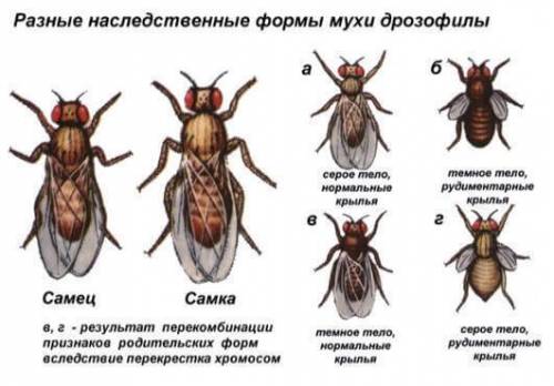 Удобный для проведения генетических исследований объект?