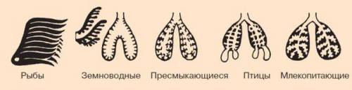 Укого поверхность лёгких больше – у пресмыкающихся или у амфибий? почему?