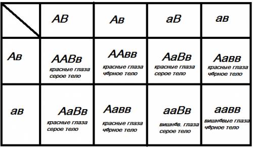 Скрестили красноглазую серую дрозофилу, гетерозиготную по двум аллелям, с красноглазой чёрной дрозоф