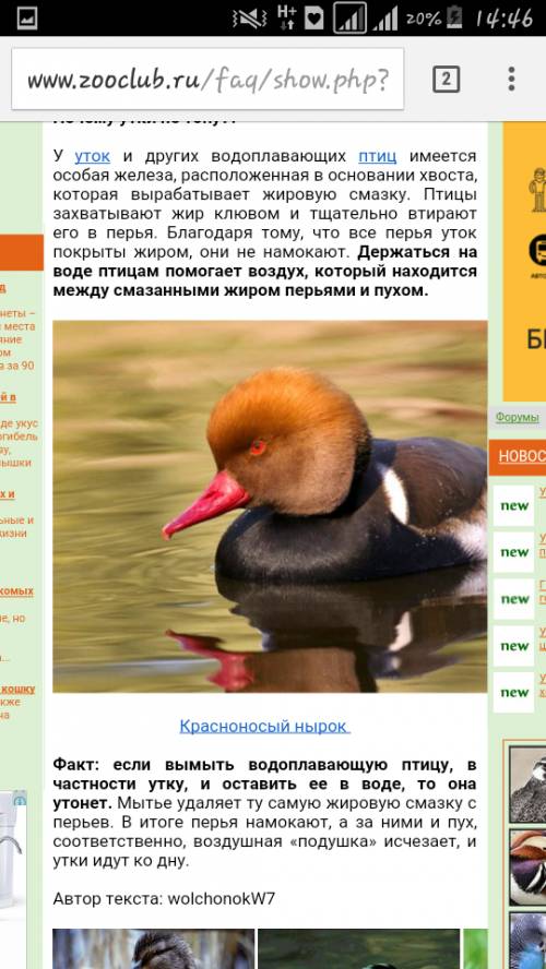 Почему утка плавает? и почему она не тонет?
