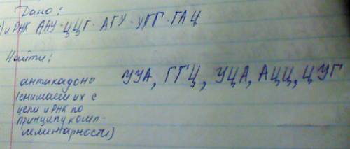 Фрагмент ланцюга ірнк складається з послідовно розміщених кодонів аау-ццг-агу-угг-гац. які антикодон
