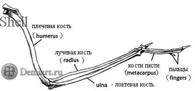 Рисунок и подпишите части скелета птицы которые птицам при полёте