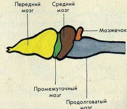 Строение головного мозга у земноводных