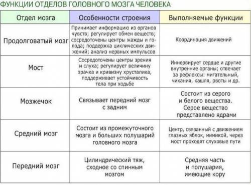 Заполните таблицу строение спинного мозга