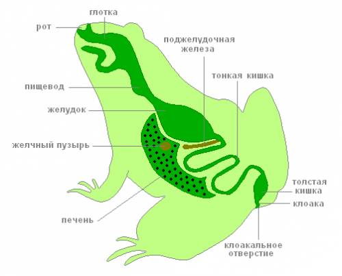 Что составляет выделительную систему земноводных? 1) канальца 2) почки 3) желчный пузырь 4) кожа