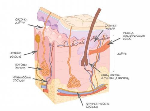 Перечислите все структуры собственно кожи (дерма)