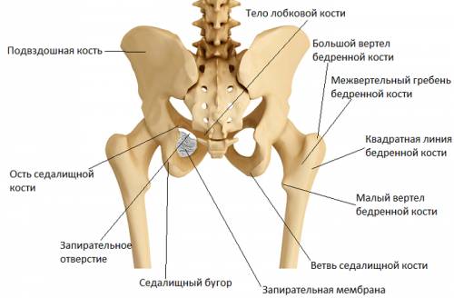 Обопщите понятия подвздошные седалищные лобковве кости плюс крестец=