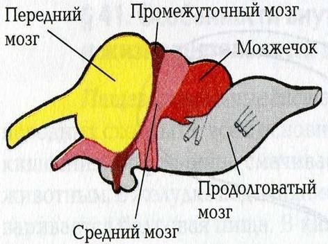 1отделы головного мозга у гуся 2 размеры головного мозга акулы лягушки гуся лошади и человека 3 вес