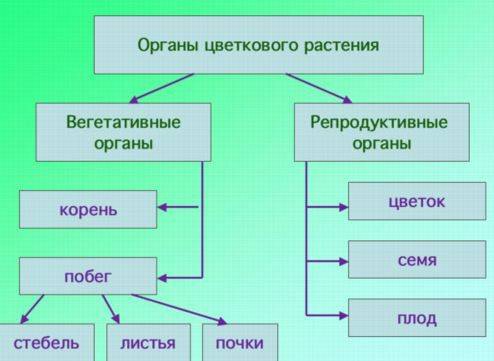 Схема органы покрытосеменных растений