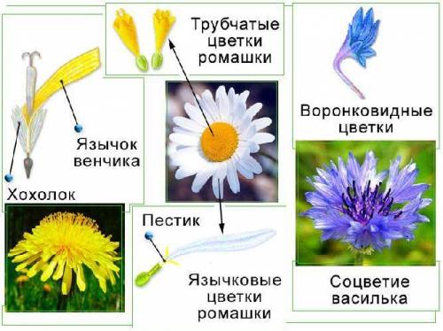 Почему соцветие таких растений семейства сложноцветных как одуванчик астра василек ромашка на взгляд