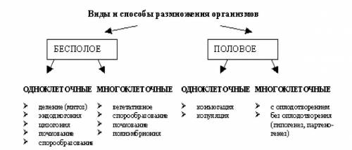 Одноклеточные и многоклеточные размножения