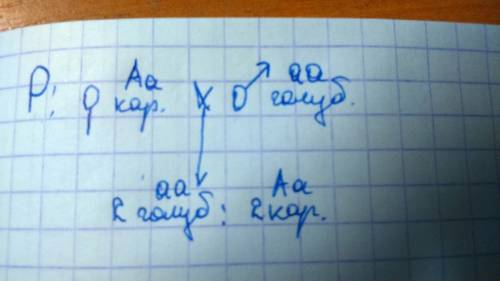 Решение по биологии. у голубоглазого отца и кареглазой матери 4 детей, из них 2 ребенка голубоглазые