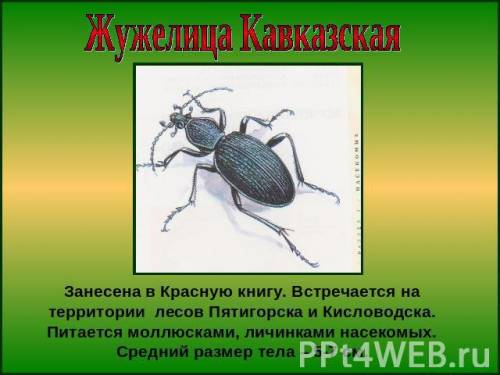 Выбери изображение жука,занесенного в красную книгу россии. в строке ответа запиши его номер и назва