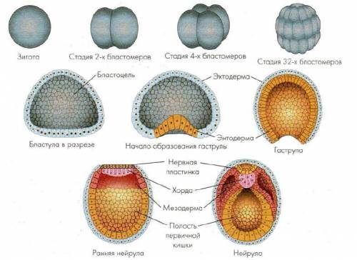 Назовите стадии развития зародыша млекопитающих.уточните, что это доказывает.