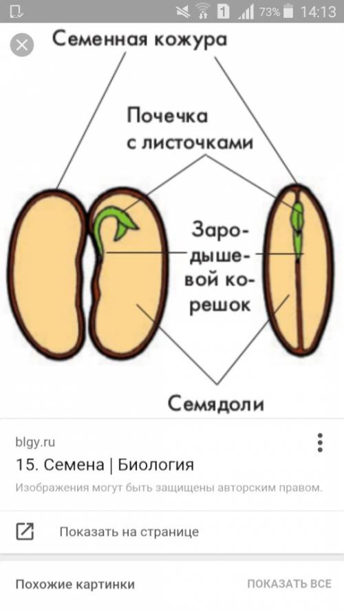 Нарисовать схему развития фасоли и сделать подписи