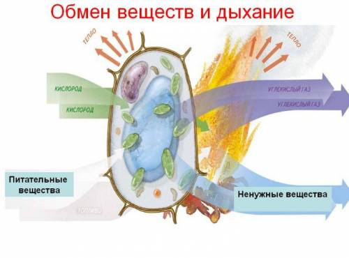 Нужно клетка ее строение основные процессы жизнедеятельности клетки