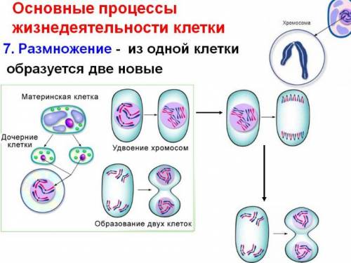 Нужно клетка ее строение основные процессы жизнедеятельности клетки