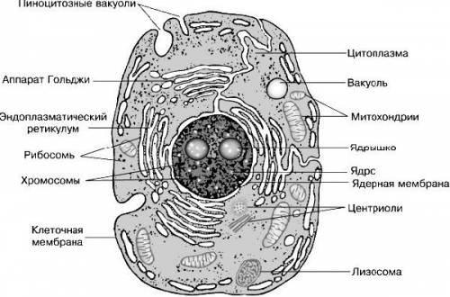 Нужно клетка ее строение основные процессы жизнедеятельности клетки