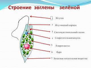 1.одноклеточные и колониальные жгутиконосцы.особенности строения и жизнедеятельности эвглены зеленой