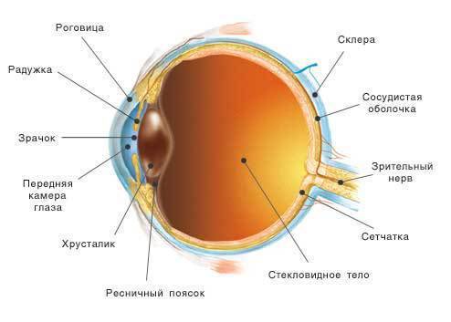 Назвіть основні елементи будова ока. поясніть механізм акомодації.